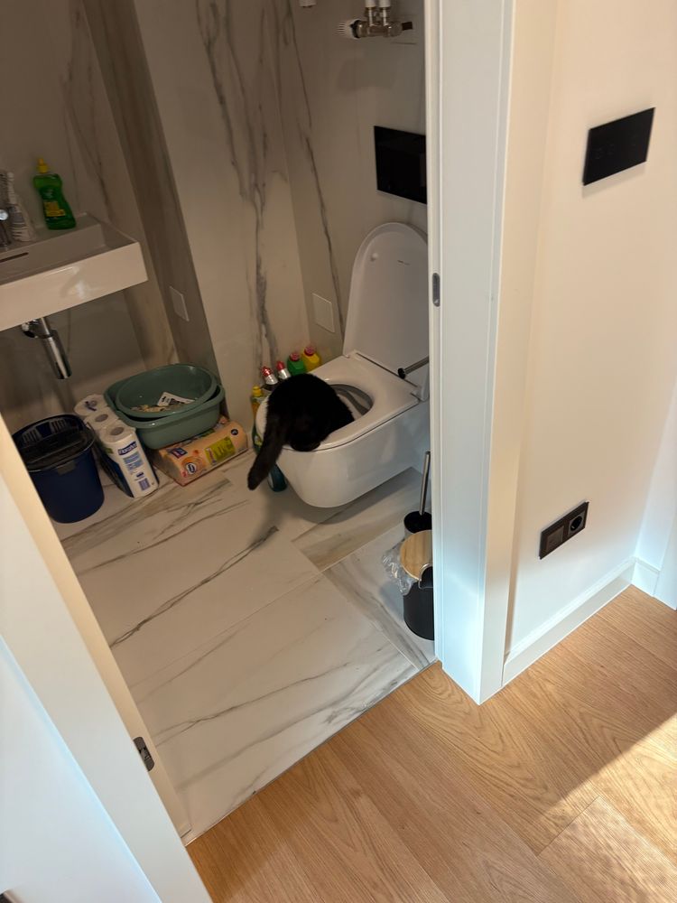 Black cat with head in toilet