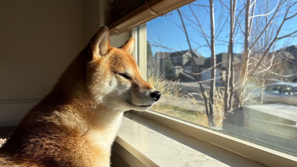 Shiba looking out a window on a cold late autumn day. She is the color a perfectly toasted marshmallow. 