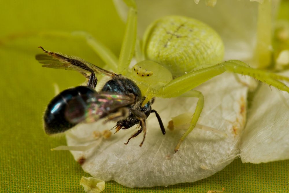 The image shows a close-up of a small, bright green crab spider sitting on a white flower petal. The spider is grasping a metallic-colored bee with iridescent wings, holding it tightly as its prey. The spider's eyes, arranged in two rows, are clearly visible on its head, providing a sharp focus to the interaction. The entire scene is set against a blurred, vibrant green background, highlighting the colors and the delicate textures of both insects and the flower petal.