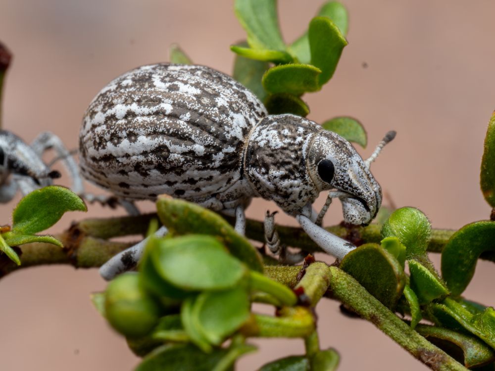 Side-view macrophotograph of an Ophryastes weevil perched on creosote branches in the Chihuahuan Desert. Its thick, rounded body displays striking mottled patterns of white and black on its cuticle. Large black eyes, pronounced snout, and segmented legs gripping the creosote shrub are clearly detailed. The weevil blends beautifully yet noticeably with the green leaves, set against a blurred desert backdrop.