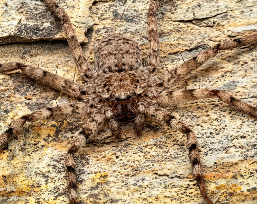 A highly detailed close-up photograph of a large Selenops spider, known for its flattened body and crab-like stance. The spider is pressed flush against a textured, yellow-and-gray rock surface, which it matches almost perfectly in color and pattern. Its legs are widely spread in a radial fashion, covered in short hairs and marked with fine bands of brown and black. The spider’s body is densely hairy, with a mottled pattern that helps it disappear into the background. Its eyes are clustered in the center of its head, giving it a subtle, alert expression. The photograph captures the fine textures of both the spider’s cuticle and the rock, creating a powerful visual of camouflage and natural design. The lighting is even and crisp, highlighting each detail of this well-camouflaged arachnid.