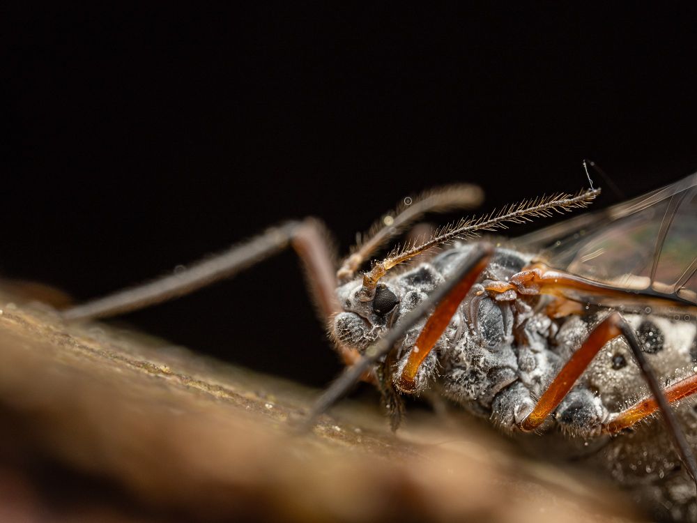 An extreme close-up macrophotograph of a giant bark aphid, likely Longistigma caryae, positioned on tree bark. The insect's head and thorax are in sharp detail. Its compound black eyes, segmented antennae with fine bristles, and mouthparts are visible as it feeds. The body is covered in a fine, powdery substance, and its legs are reddish-brown, thin, and jointed, anchored against the rough bark surface. One of the aphid’s transparent wings can be seen folded back, reflecting subtle iridescent colors. The background is black, isolating the aphid in focus.