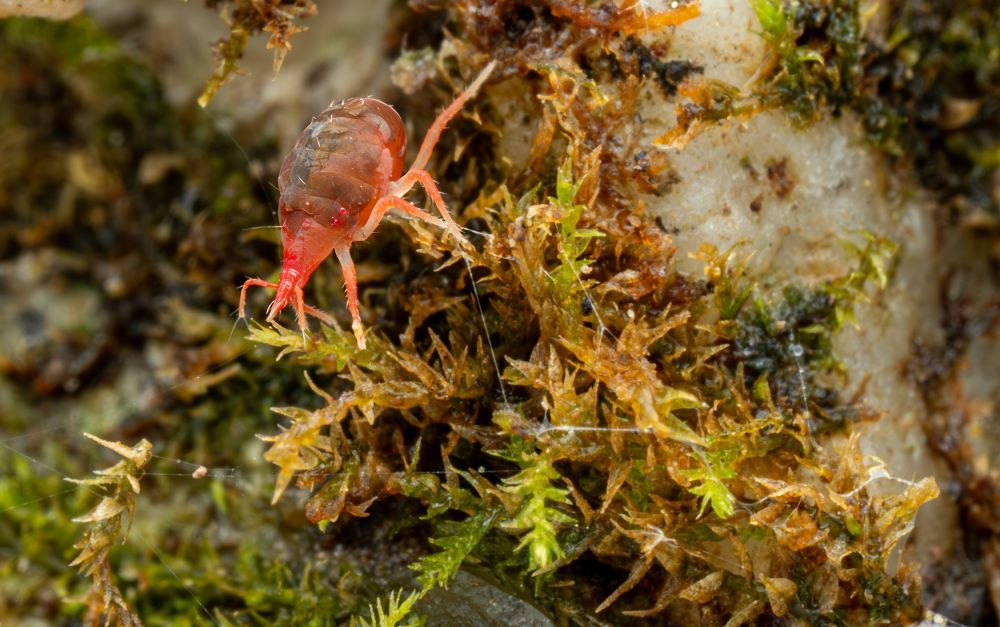 A close-up macrophotograph of a vibrant red snout mite from the family Bdellidae. The mite has a bulbous, segmented body and long, spindly legs, especially prominent front legs, with fine sensory hairs. Its head is small and pointed, equipped with forward-facing appendages. The background consists of damp mosses, lichen, and pale rock, creating a vivid forest floor microhabitat. Light glistens off the mite’s glossy exoskeleton, emphasizing its tiny, alien-like form.