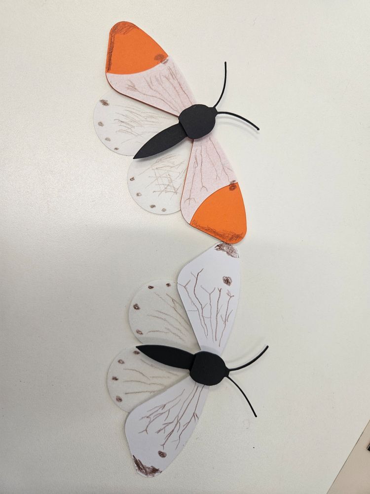 Two handmade paper insects lie on a white tabletop. Both have simple black bodies made of cut paper and thin curved antennae. The top insect has four white wings with orange tips on the forewings. The wings are decorated with hand drawn brown dots and branching vein lines. The lower insect has the same wing shape but remains fully white except for brown shading and small drawn dots at the edges. The wings have delicate brown pencil lines showing vein patterns. Both crafts resemble stylized butterflies from the family Pieridae.