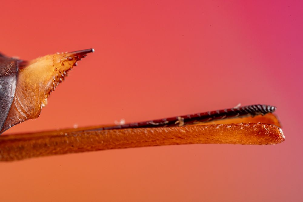 Macro image of a wood wasp’s ovipositor, a robust, drill-like structure designed to bore into wood. The image shows the cutting part near the tip, equipped with serrations for sawing through bark and into tree trunks. This female lays eggs inside the wood, often accompanied by a symbiotic fungus that helps digest the plant tissue for developing larvae. The image highlights both the ovipositor’s evolutionary specialization for wood-boring reproduction.