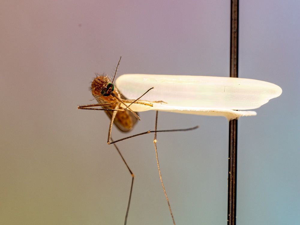 A preserved Culex sp. mosquito is pinned for display, shown in full-body profile. Its delicate, long legs stretch outward, and the clear wings curve above its back. The body is small and slender. A grain of rice is placed next to it for scale. The background is softly blurred in pastel tones, keeping focus on the insect's form