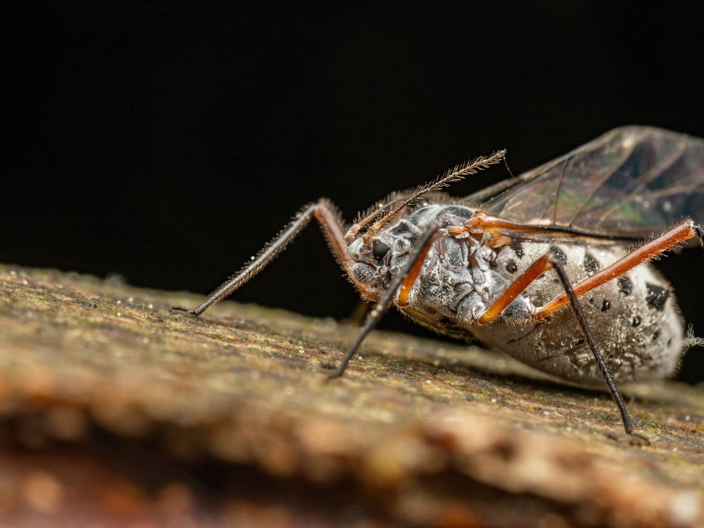 A macro image showing a fuller side profile of the same giant bark aphid, likely Longistigma caryae, on tree bark. The aphid’s light grey body is large and somewhat bulbous, with a speckling of black spots. Its reddish legs are arched slightly as it remains stationary. The wing is translucent with visible veining and reflects rainbow-like hues in the lighting. The insect’s antennae extend forward and show fine setae. The tree bark beneath has a textured surface, with green and brown hues. The black background creates a dramatic contrast that highlights the insect’s features.