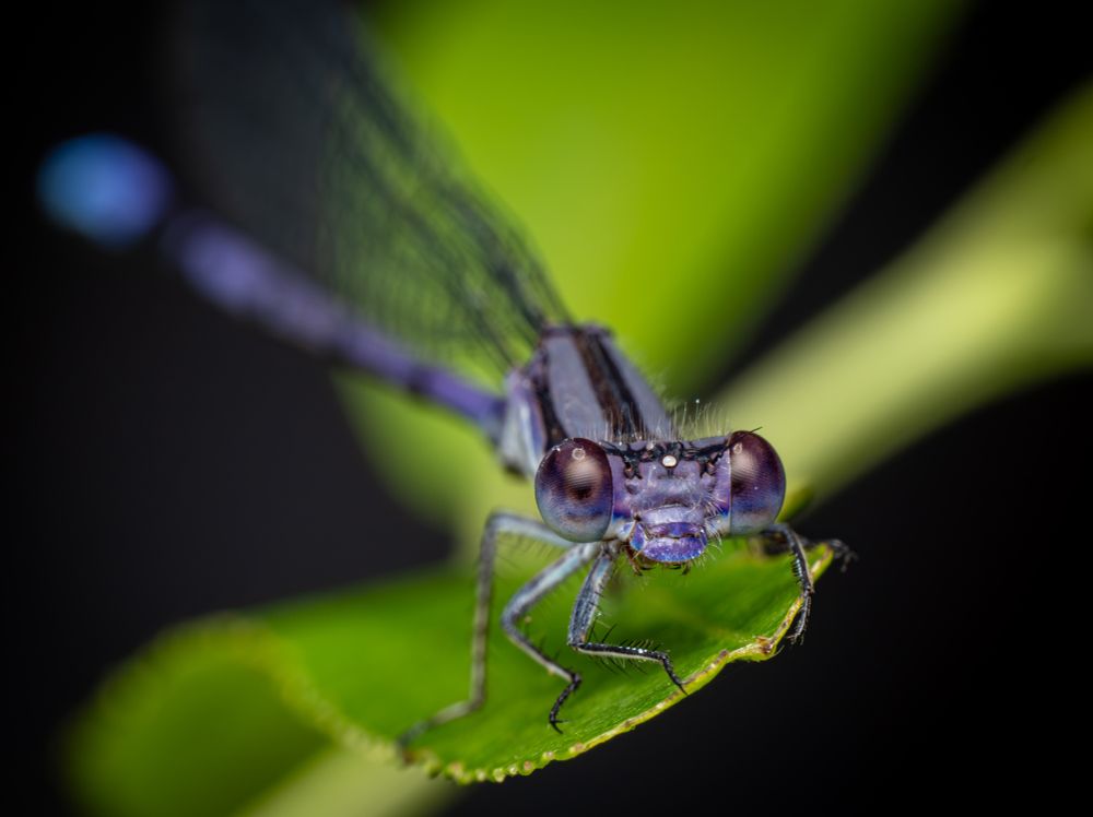 Close-up macro photograph of an Argia fumipennis damselfly resting comfortably on the edge of a fresh, vibrant green leaf. The damselfly stares directly toward the viewer, showcasing its striking features clearly. Its large, bulbous compound eyes have a mesmerizing gradient from deep purple to dark indigo, reflecting tiny specks of light. Between its eyes, small delicate hairs sprout upwards, adding intricate detail to its face. The slender body is a brilliant combination of rich purples, blues, and hints of lavender, highlighting the damselfly’s elegant build. Its translucent wings, partially blurred by shallow depth of field, stretch back out of focus, giving a sense of graceful movement even in stillness. The legs, sharply in focus, are thin yet sturdy, gently gripping the leaf’s edge. The background transitions softly from bright green near the leaf to a deep, dark gradient, emphasizing the damselfly’s vivid colors and textures.