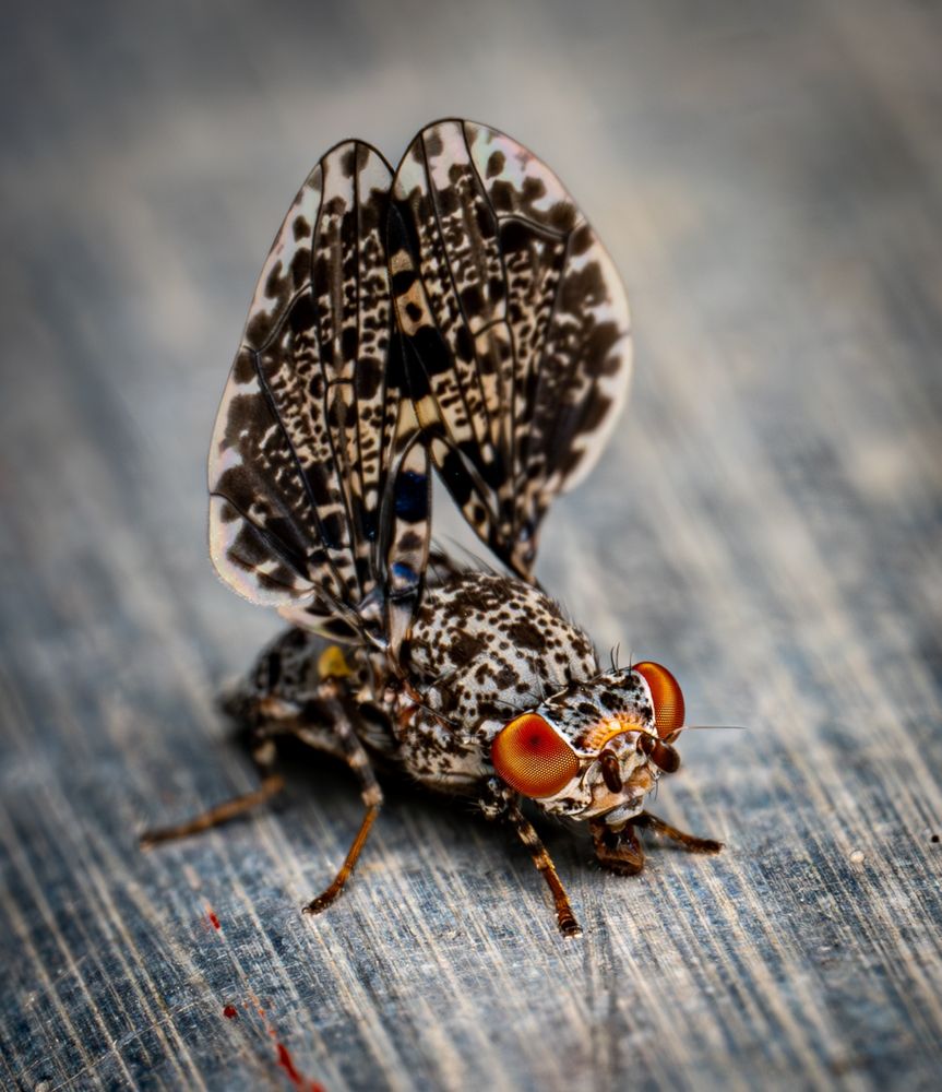 Macrophotograph of a Peacock Fly (Callopistromyia sp) resting on a slightly weathered metal beam. The fly holds its patterned wings upright in an elaborate, fan-like display, appearing almost butterfly-like. Each wing is intricately marked with shades of dark brown, black, white, and subtle hints of iridescent blue, creating a mosaic-like camouflage pattern. The fly’s body is robust and heavily speckled in shades of brown, black, and cream. Bright, vivid orange-red eyes stand out distinctly on its head, along with delicate antennae and fine bristles visible along its legs and thorax. The textured metal beam beneath it has faint scratches and rust streaks, providing contrast that highlights the  detail and coloration of the insect.