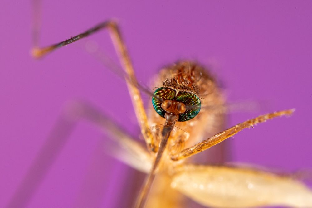 Frontal macro view of a Culex sp. mosquito, emphasizing the brightly colored compound eyes with a vivid rainbow of facets. The feathery antennae and slender proboscis extend forward. Fine hairs are visible on the head and thorax. Outstretched legs frame the body, which is set against a purple background, giving the image a sharp, almost surreal quality.
