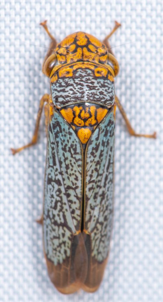 This image shows a close-up of an insect, specifically a sharpshooter (family Cicadellidae, subfamily Cicadellinae). The insect displays vivid coloration, characterized by intricate patterns of orange, gray, and black. Its wings have a complex pattern of grayish-blue with black markings, complemented by vibrant orange patterns on its pronotum and the base of its wings. The head and thorax also have bright yellowish-orange coloration with distinct dark markings. The body patterning is detailed and intricate, typical of sharpshooter leafhoppers. The insect is photographed against a textured, pale fabric background, highlighting its distinct coloration and morphological details.