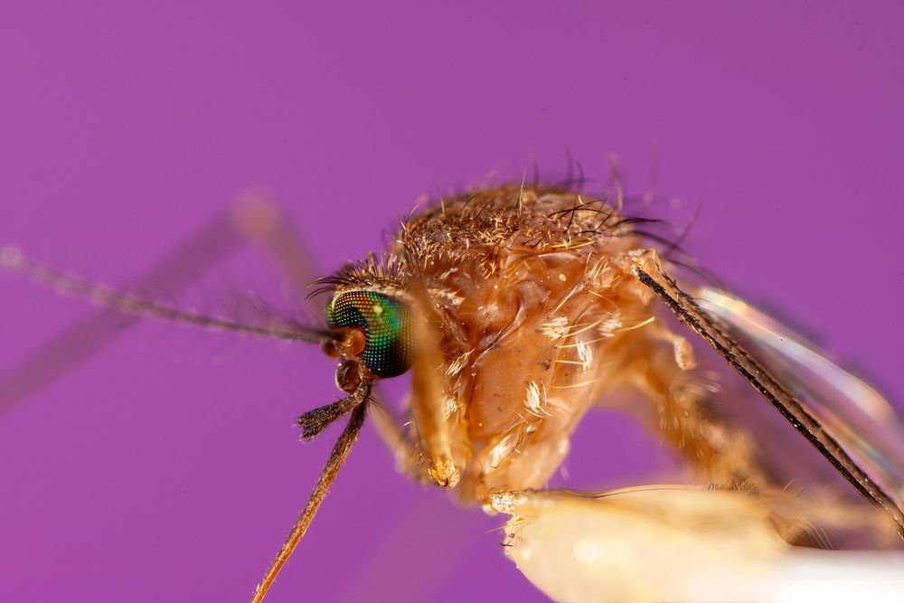 Extreme macro image of a mosquito from the genus Culex, showing the head and thorax in vivid detail. The compound eye is iridescent, displaying green, red, and gold reflections from individual ommatidia. Dense fine hairs cover the body. The feathery antennae, segmented proboscis, and part of one wing are visible. The background is a smooth magenta, enhancing contrast and detail.