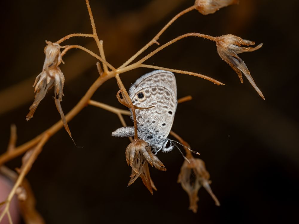 A close-up macrophotograph of a Hemiargus ceraunus butterfly, also known as the Ceraunus Blue, resting on a cluster of dry, beige plant stems. The butterfly is viewed from the side, with its wings closed, displaying pale grayish-blue undersides marked with small black spots and delicate white edging. Its slender body, banded antennae, and fine legs are clearly visible, showing the subtle textures and scales typical of Lycaenid butterflies. The dried stems and seed pods around the butterfly are wispy and fragile, creating a muted and natural background that contrasts with the butterfly’s gentle patterns. The overall lighting is soft, highlighting the intricate details of the butterfly and the plant material, while the background remains dark and out of focus, ensuring the subject stands out clearly. This image captures a moment of stillness in the arid morning light at the Southwestern Research Center in Arizona.