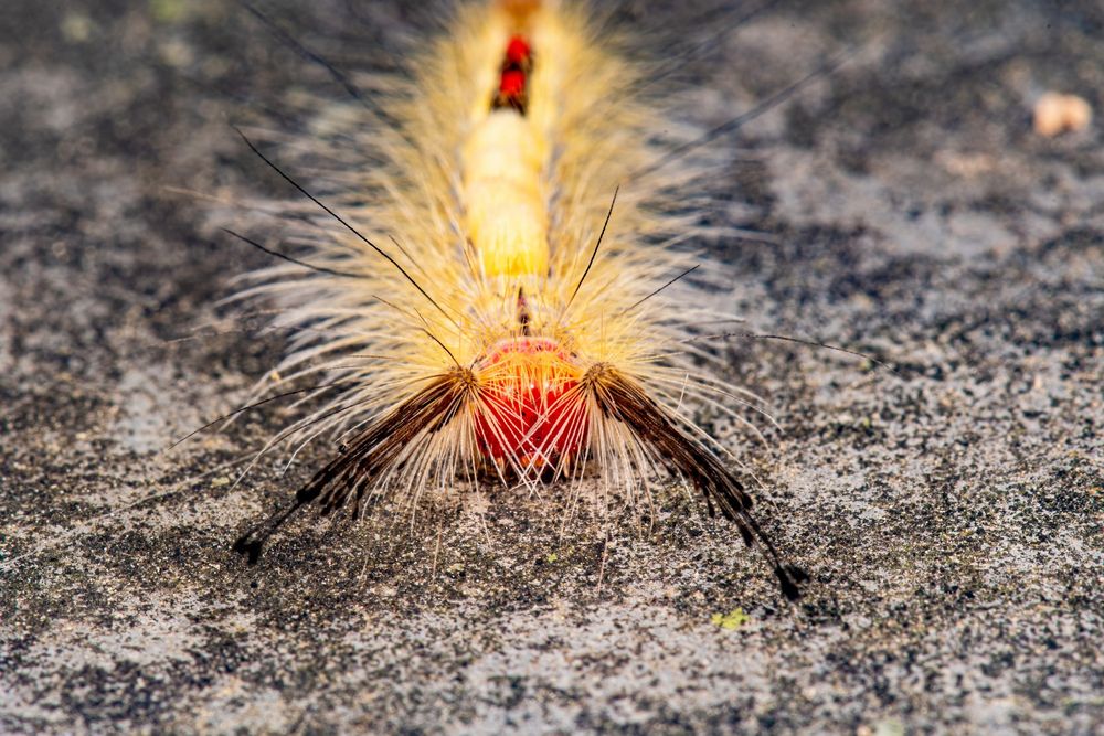 The White-marked Tussock Moth (Orgyia leucostigma) caterpillar is hard to miss—those bright red glands and bushy tufts are a warning. This species uses urticating hairs for defense, which can irritate human skin. A striking example of Lepidoptera strategy.