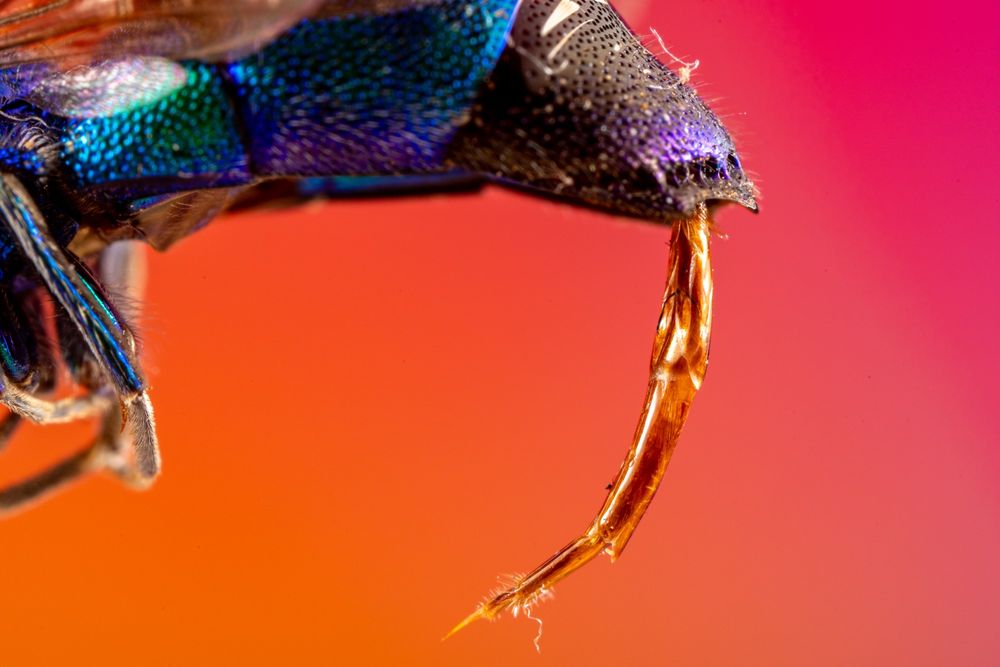Close-up of a cuckoo wasp’s ovipositor, a delicate, golden-brown structure arching downward from a brilliantly metallic blue-green abdomen. This ovipositor is used not for stinging but for laying eggs inside the nests of other insects, a parasitic behavior. The wasp locates a host nest, then uses this tool to deposit eggs, which hatch and consume the host’s larvae or stored provisions. The colorful background accentuates the iridescent textures of this kleptoparasitic wasp.