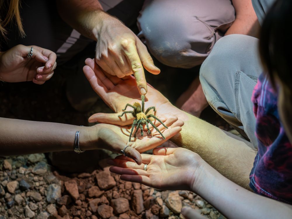 Several hands gently hold a male Aphonopelma chalcodes tarantula, softly illuminated by headlamps during a nighttime encounter in the Arizona desert. The spider’s golden-tan abdomen and darker, hairy legs are clearly visible, highlighting a calm interaction.