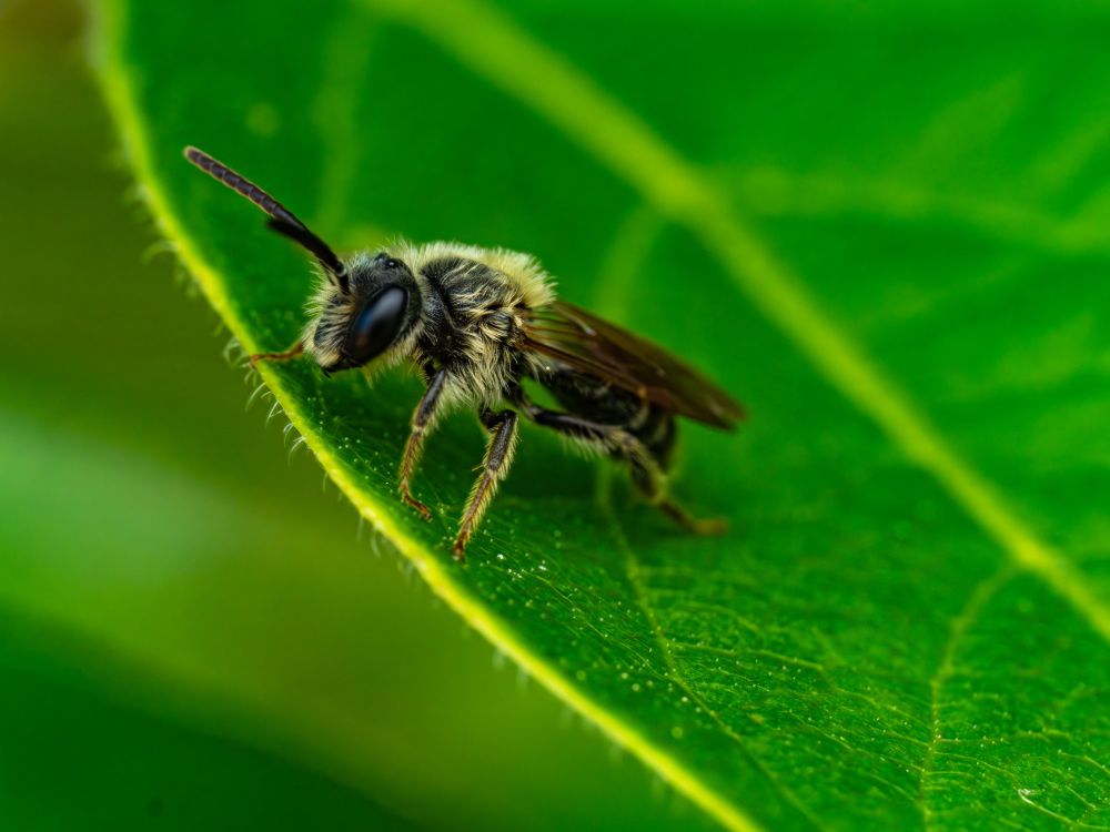 A close-up macro photograph of a small bee perched on the edge of a bright green leaf. The bee is facing left, its body angled downward. It has fine pale hairs covering much of its thorax and legs, with black and cream banding on the abdomen. One antenna is raised, and its large, black compound eyes dominate the side of its head. The wings are folded neatly over its back, semi-translucent with dark venation. The surface of the leaf is detailed, showing its network of veins and tiny hairs along the edge, with a soft out-of-focus green background giving the scene a vibrant, lush feel.

