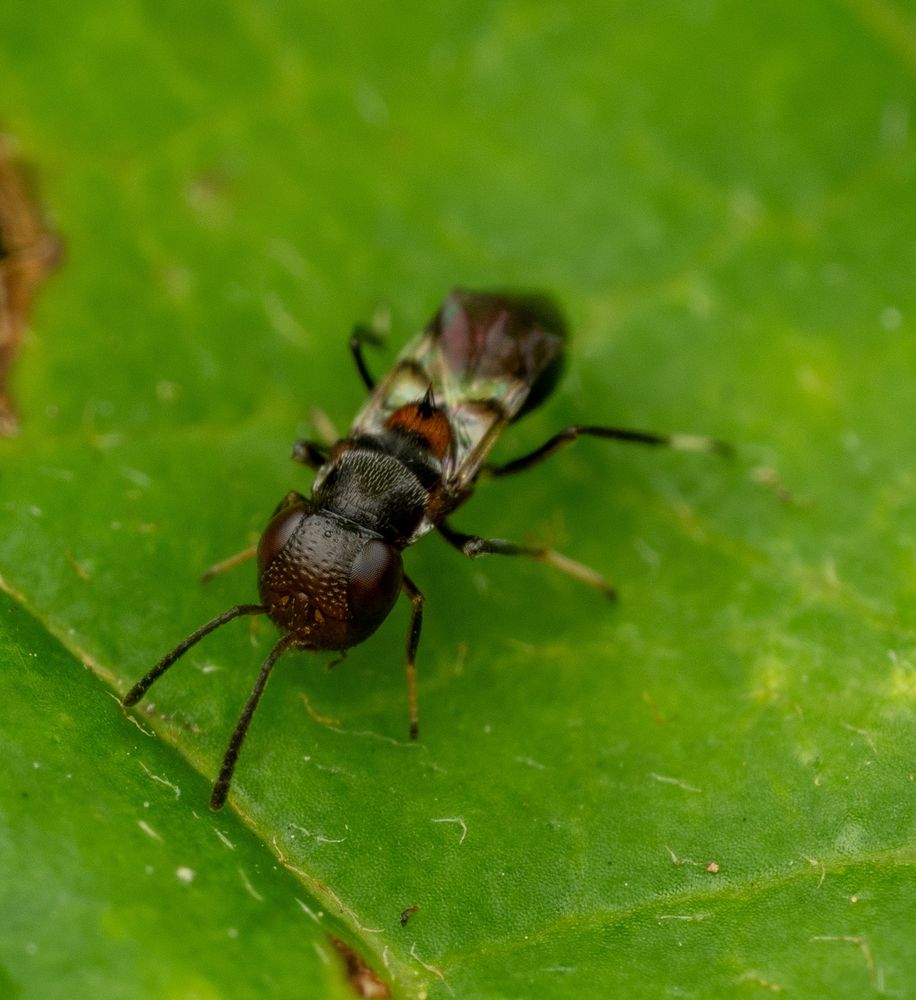 A close-up macro photograph of a tiny chalcid wasp on a bright green leaf. The insect has a large, rounded head with prominent brownish compound eyes, short antennae, and a compact black body. Iridescent reflections show on its wing surfaces, and a hint of orange appears near the thorax. The wasp’s head appears disproportionately large, giving it a stylized or cartoonish appearance. Its delicate legs are positioned firmly on the leaf surface, with shallow veins and textures of the leaf visible in detail.