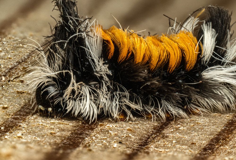 Close up macro photograph of a milkweed tussock moth caterpillar, Euchaetes egle, resting on a light brown piece of wood with visible grain lines and fine sawdust particles. The caterpillar’s body is covered in dense tufts of long, hairlike setae in three striking colors: bright orange tufts along the midsection, pure white tufts at intervals, and jet-black tufts throughout. The head is mostly black with long white hairs projecting outward, creating a halo-like fringe. Its legs are barely visible under the thick fur, and the fine texture of each hair is crisp in detail, some slightly curved or bent. The background is softly blurred, keeping focus on the vibrant patterns and textures of the caterpillar’s body.