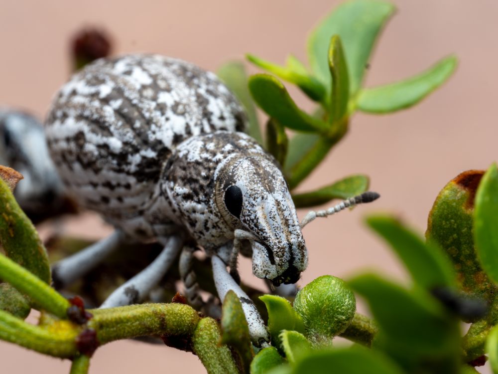 Close-up macrophotograph highlighting the front view of an Ophryastes weevil resting on creosote leaves in the Chihuahuan Desert. Its rounded, robust body shows distinctive mottled black-and-white coloration across a textured exoskeleton. Prominent black compound eyes, elongated snout (rostrum), and clearly segmented antennae are visible. Bright green creosote leaves surround the insect, sharply contrasted against a soft beige desert background.