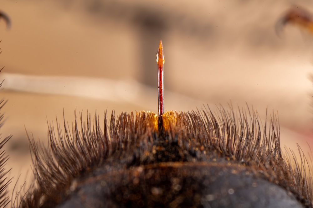Extreme macro image of a carpenter bee's stinger, a smooth, needle-like structure emerging from a patch of reddish-brown hairs on the abdomen. The stinger is part of a modified ovipositor, used defensively to deliver venom. Unlike honeybees, carpenter bee stingers are unbarbed, allowing multiple stings. A clear droplet of venom glistens at the red-tinted tip, poised for use. This reproductive-origin organ is only found in females, as males lack both ovipositor and stinger.