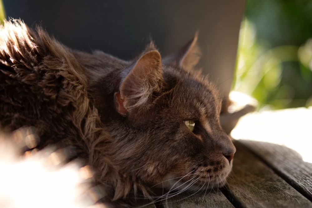 Foto eines grauen Mainecoon Katers, seitlich , Fokus Auge den Kopf. Kater liegt auf einem Holztisch draußen. Lichtreflexe von der Sonne. Kater schaut gedankenverloren.