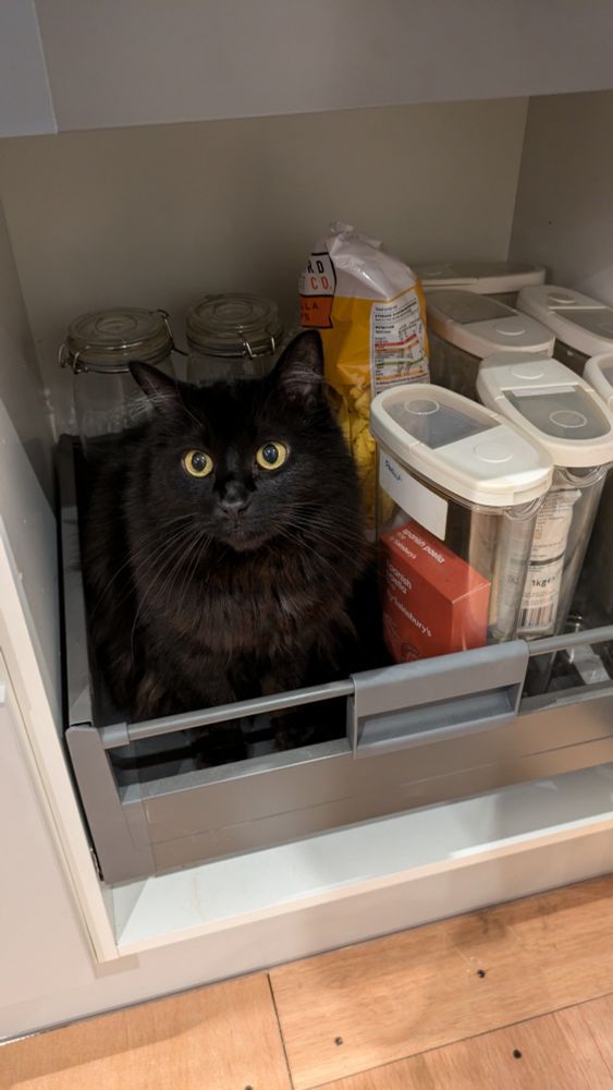 Black cat sitting in the bottom drawer of a pantry cupboard. He is sitting where a large tub of rice normally sits.