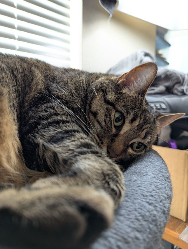 A tabby is curled up, her paws close to the camera. She looks to the right at something else happening off-screen. 