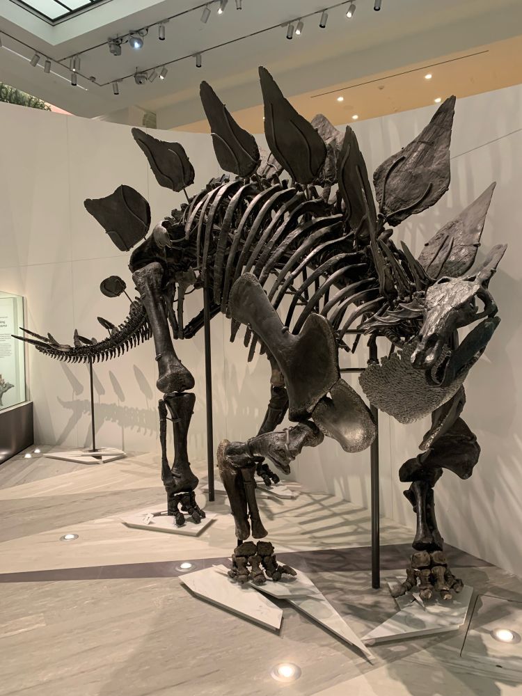Mounted skeleton of a Stegosaurus at the Yale Peabody Museum. It is posed in semi-profile, with its head turned to the left