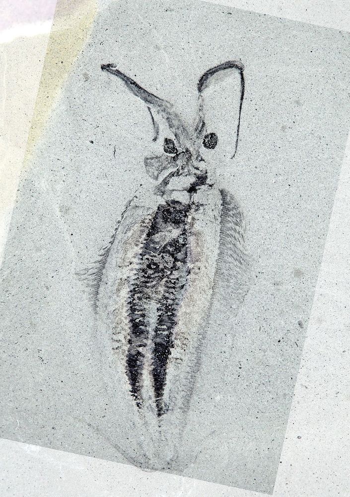 Fossil of Nectocaris. It has two big ol' eyes on short stalks, two tentacles on its face, a funnel-like structure coming out of the bottom of its head, and two fins running down the sides of its body. Courtesy of Martin R. Smith