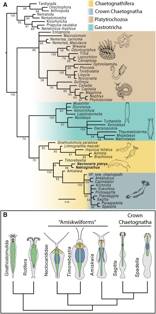 Phylogenetic analysis of invertebrates. Timorebestia and Nectocarididae are recovered as members of stem-CHaetognatha. The lower schematic shows the evolution of the body plan and jaw apparatus in these animals. From Vinther et al. 2025
