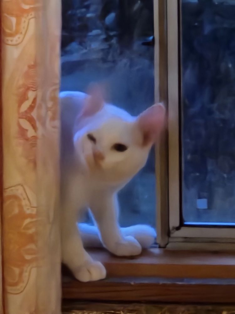 White cat sitting on a window sill. Photo is taken in the middle of it shaking its head.
