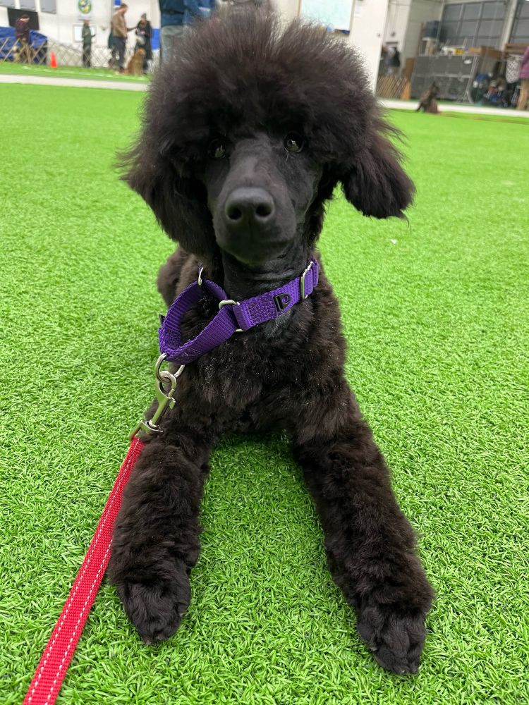 Mini poodle puppy in a short trim with a fluffy topknot in a down stay. He’s wearing a leash and martingale collar.  There are people and other dogs far in the background.