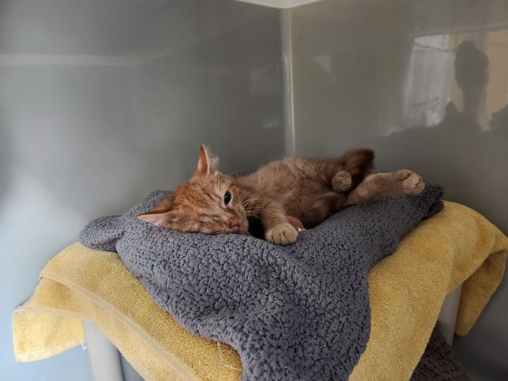 One-eyed orange kitten laying on his side and hitting you with the ol' razzle dazzle.