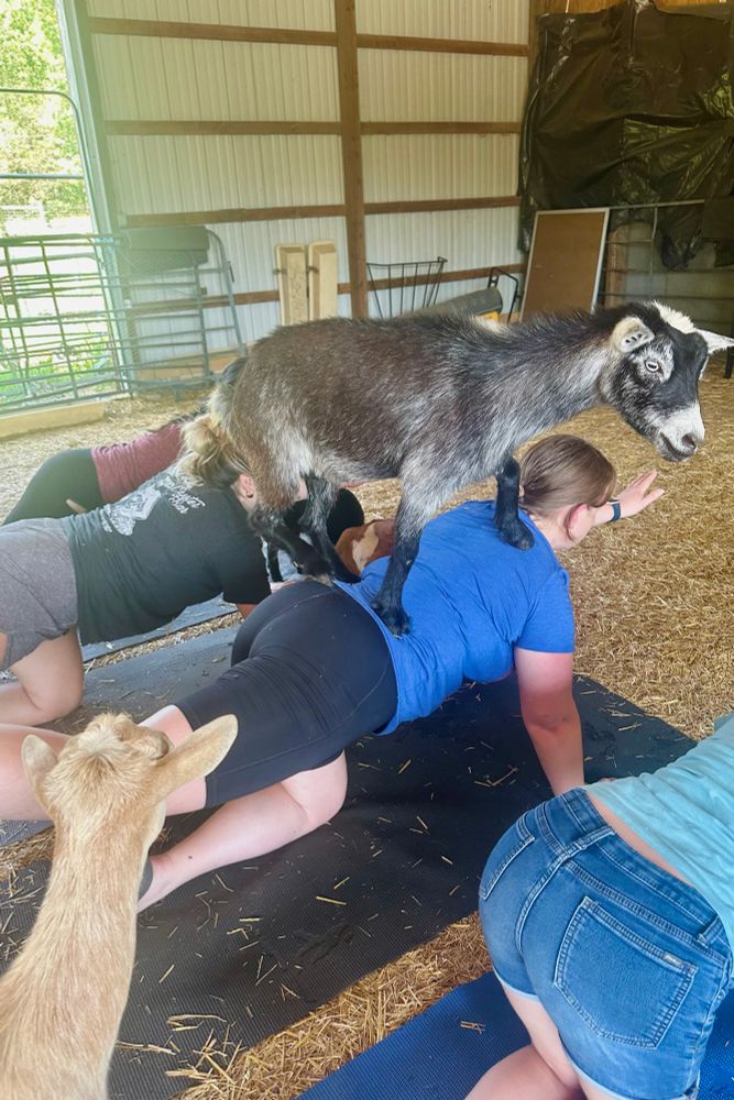 me (a middle aged white post menopausal mom of four) doing the balancing table pose with a small grey goat on my back. in a barn. in the heat & humidity. no wiggles.