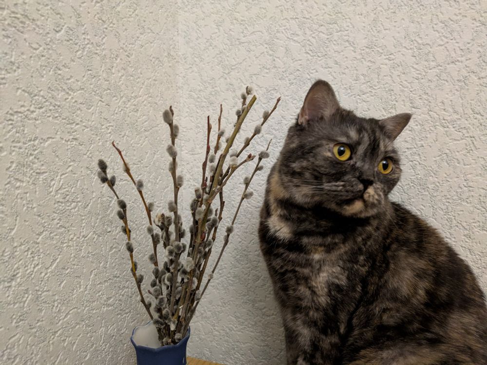 Кошка британской породы черепахового окраса с янтарного цвета глазами сидит рядом с пучком вербы в небольшой вазочке и смотрит в сторону.