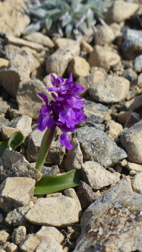 Small, purple flowered spike of Early Purple Orchid growing on the bare gravel.