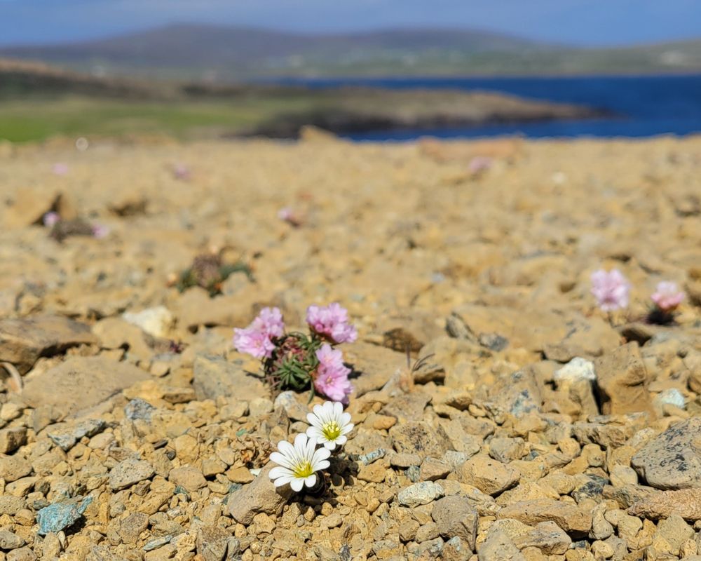 White flowers of the endemic Edomonston's Chickweed and the pink flowers of Thrift on otherwise bare serpentine gravel with sea and hills beyond