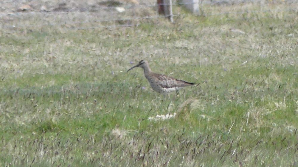 A whimbrel feeding in a grassy field.