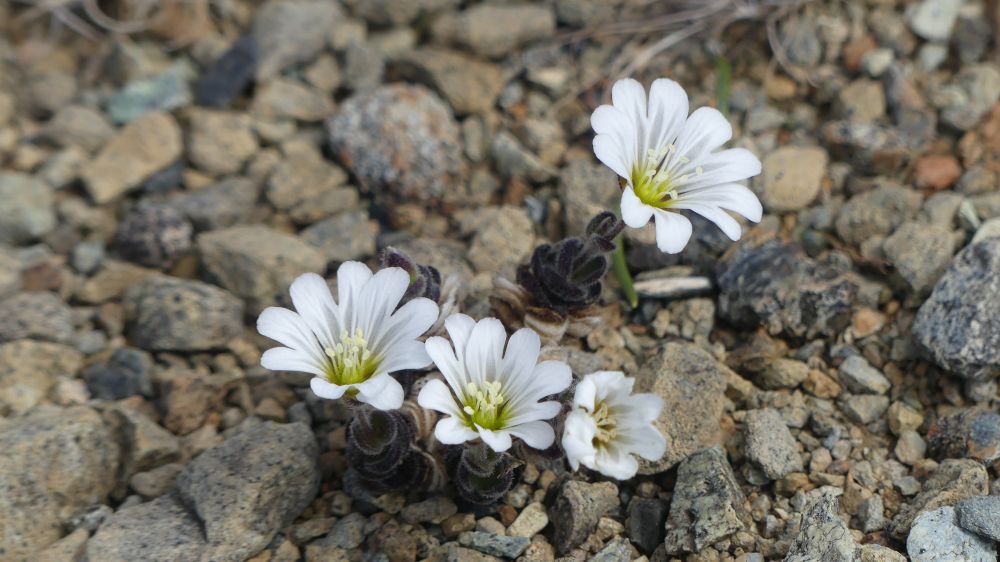 White petaled flowers of the low growing Edmonston's Chickweed on the otherwise bare gravel