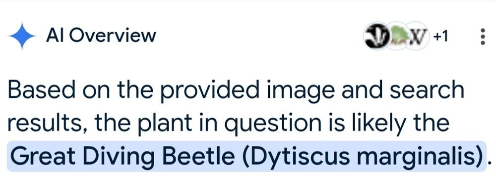 Google AI overview which reads: "Based on the provided image and search results, the plant in question is likely the Great Diving Beetle (Dytiscus marginalis)."