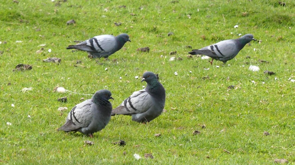 Four Rock Doves on a grassy field. The wild ancestor of the feral pigeon, but lacking the plumage variation.