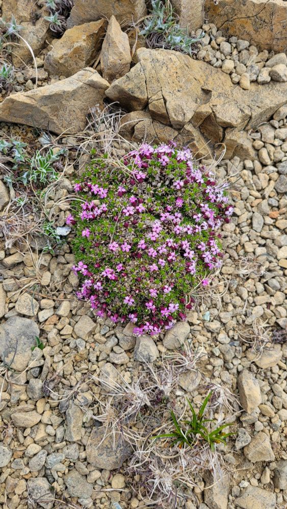 A green cushion of moss campion with tiny pink flowers on the bare gravel