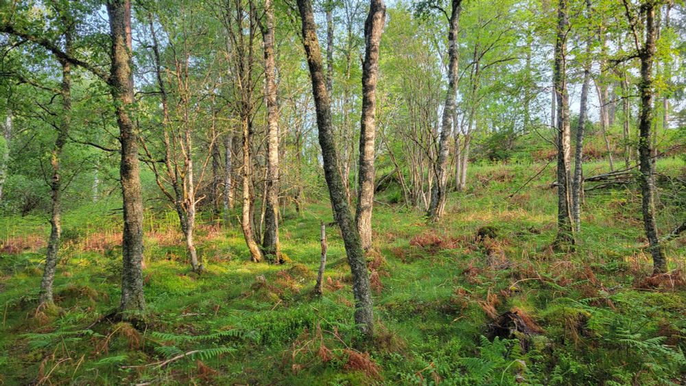 Open birch woodland with sun shining through the canopy