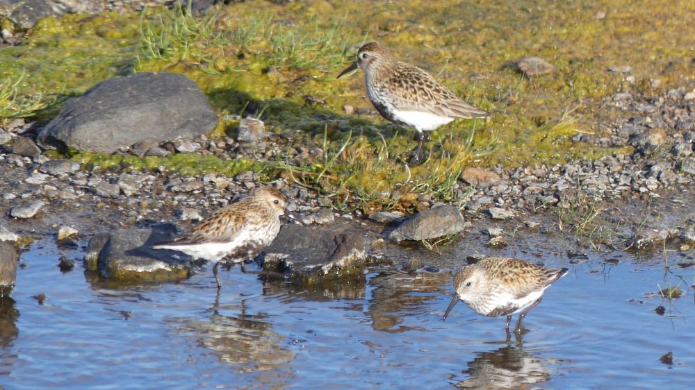 Three Dunlins feeding at the water's edge 