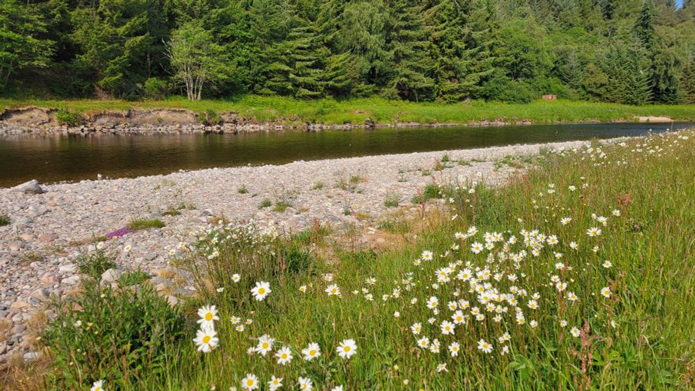 Slow moving river with shingle banks and wild flowers at the edge.