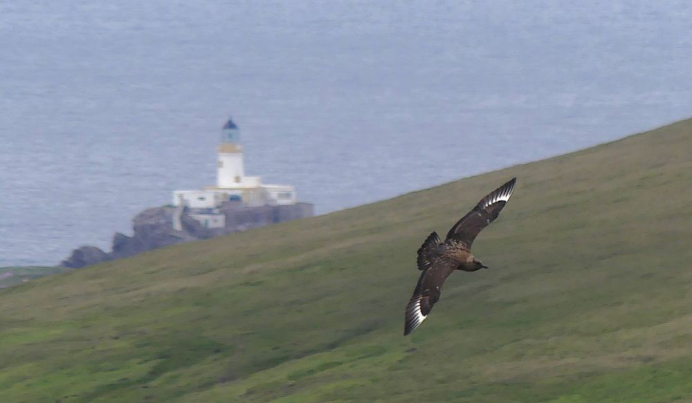 A bonxie (great skua) flying across a grassy slope with Muckle Flugga lighthouse behind