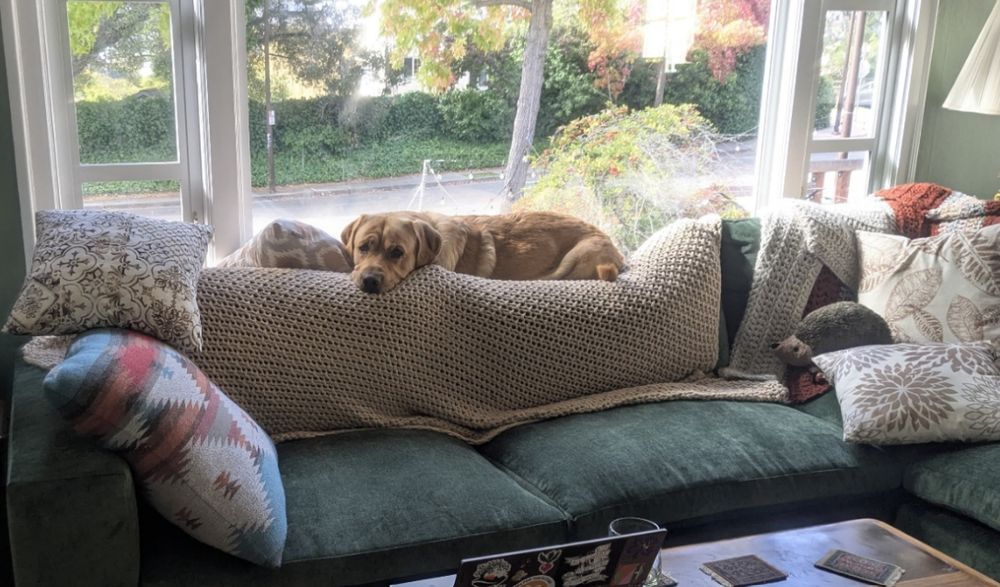A golden Labrador lies on the back of a big green sofa with a tan throw over it, plus miscellaneous cushions. His ears are pricked up, face toward camera, resting on the back of the couch. The sofa is in front of a window with autumnal trees visible outside. You wouldn't think a dog that big could fit on the back of a sofa, but he is, and he looks very comfy.
Also, there is a stuffed hedgehog on the sofa which you may safely infer belongs to the dog.