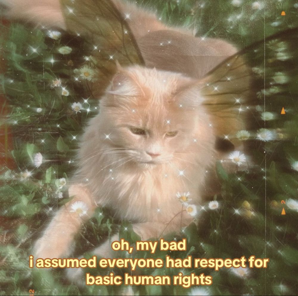 a fairy cat, “oh, my bad i assumed everyone had respect for basic human rights”