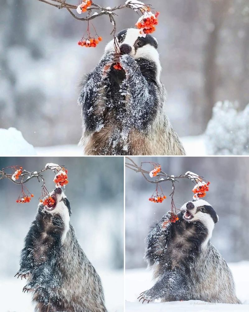 badger eating berries 